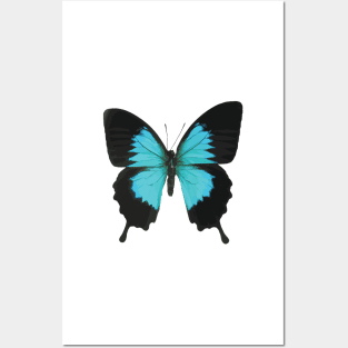 Black and Blue Butterfly Posters and Art